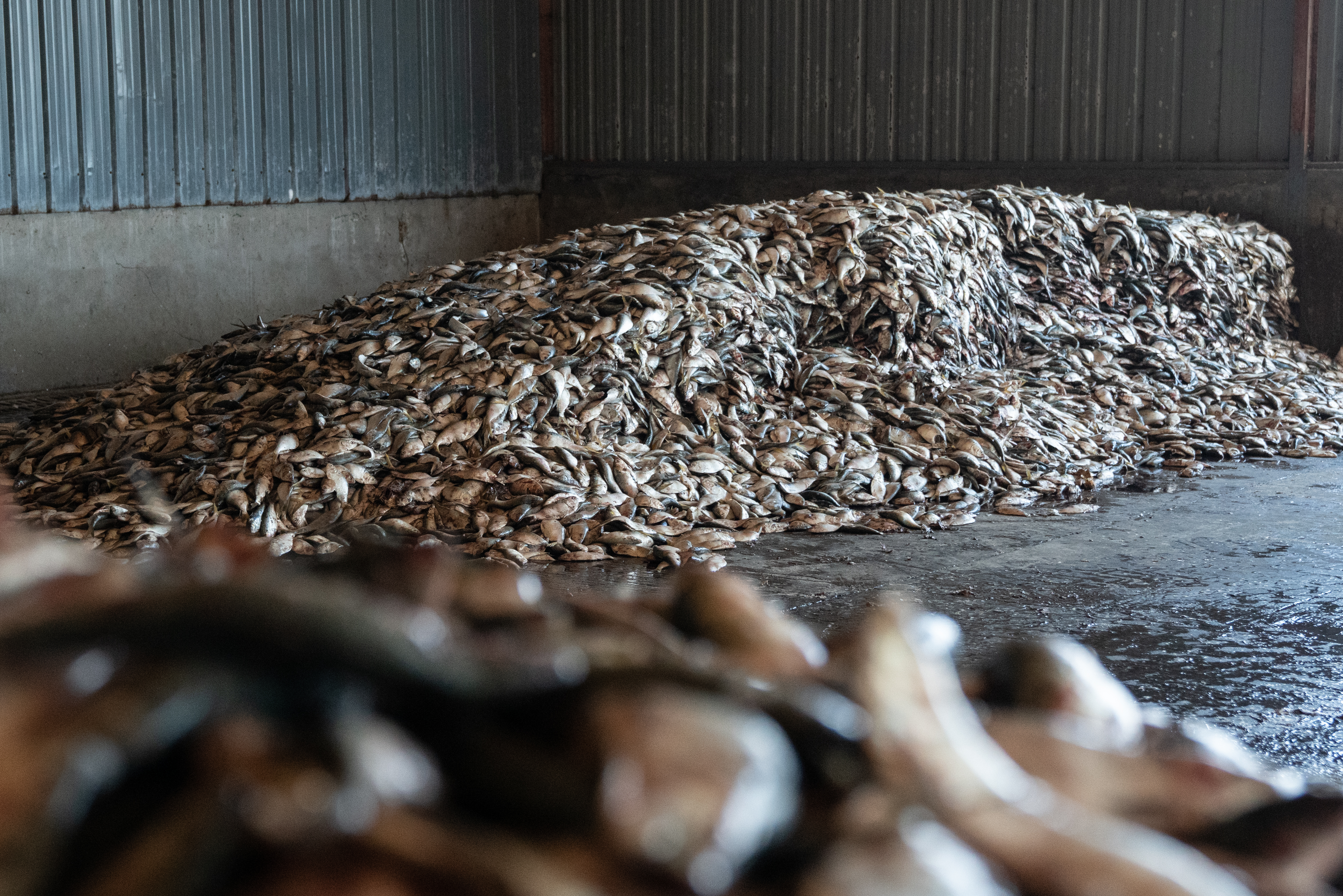 Nutritious fish stocks being squandered by salmon farming