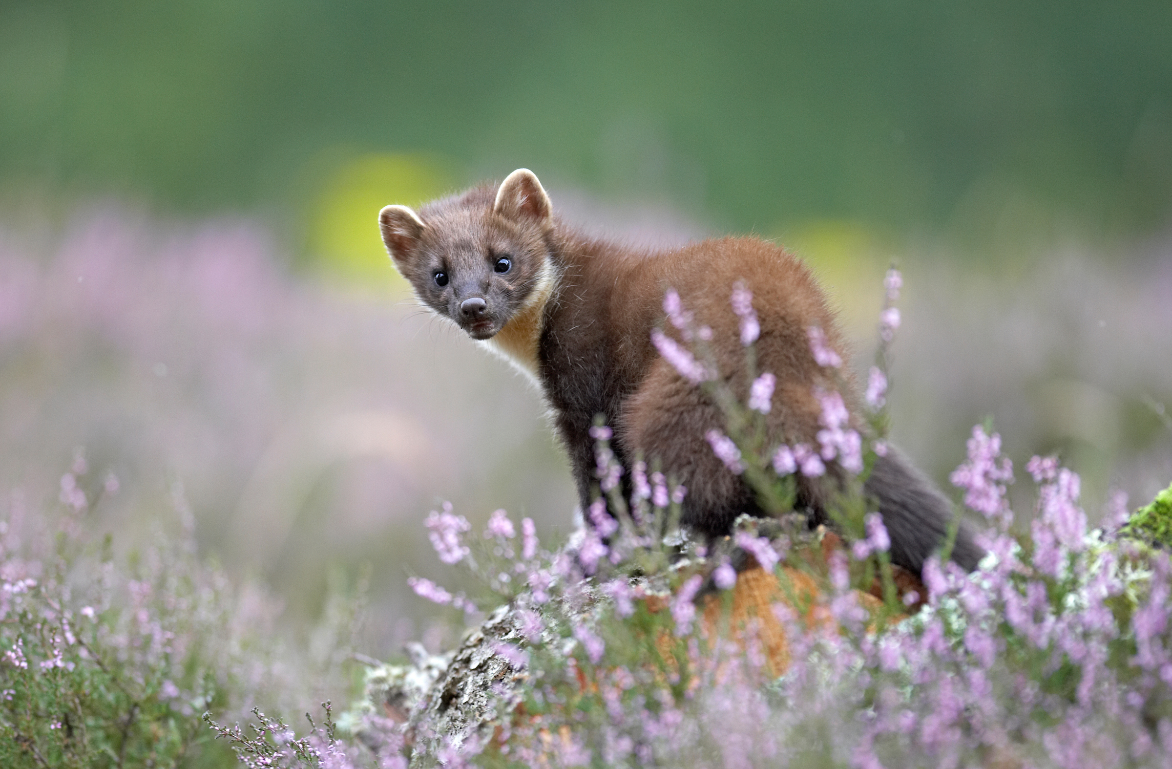 Pine marten (Martes martes) in flowering heather, Cairngorms National Park, Scotland -  photo credit: scotlandbigpicture.com