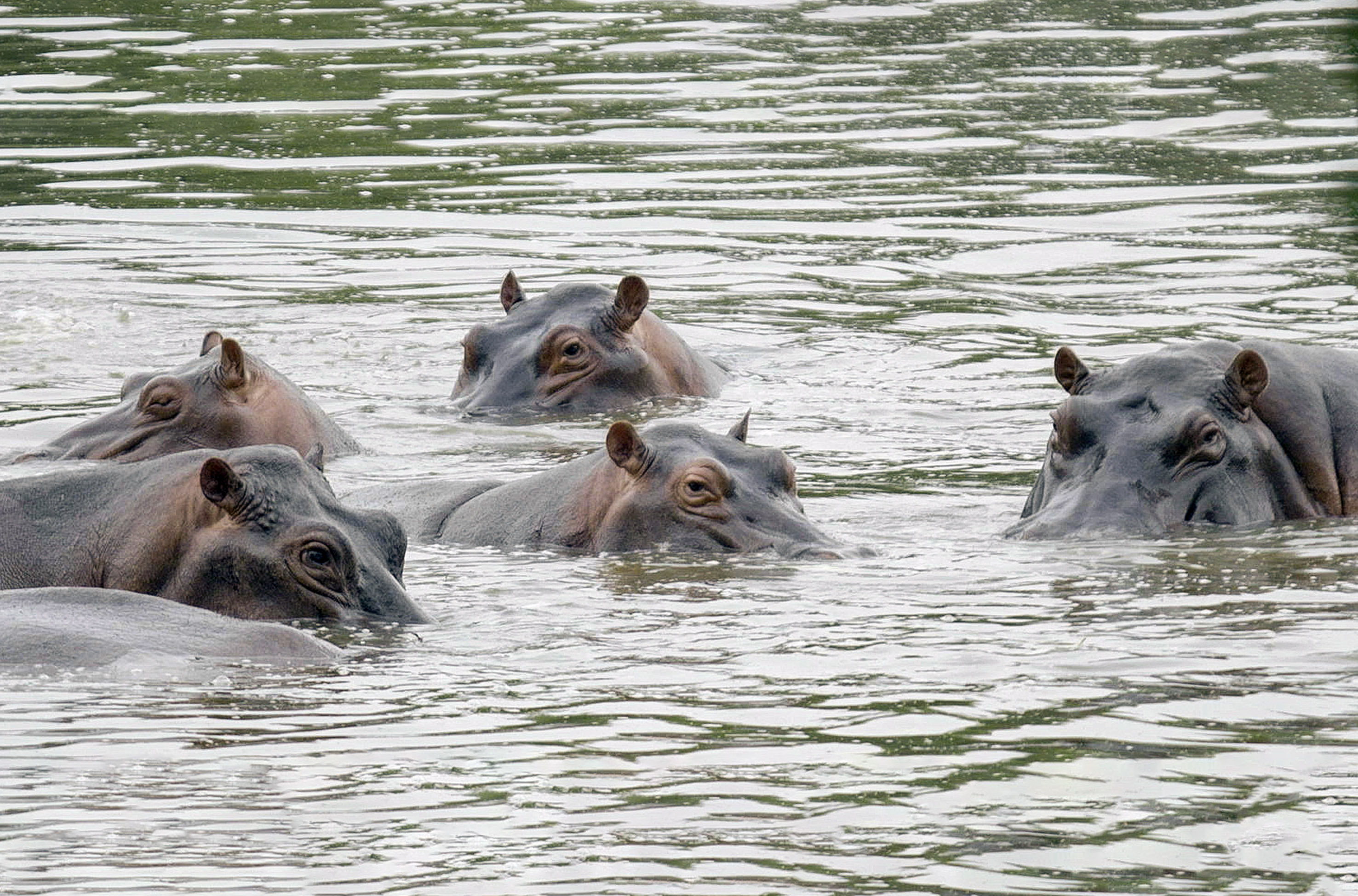 Pablo Escobar's hippos