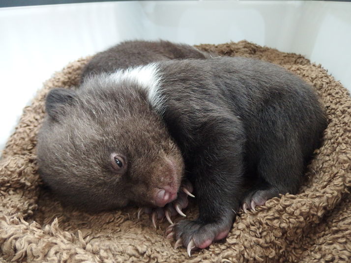Orphaned bear cubs saved by forest rangers