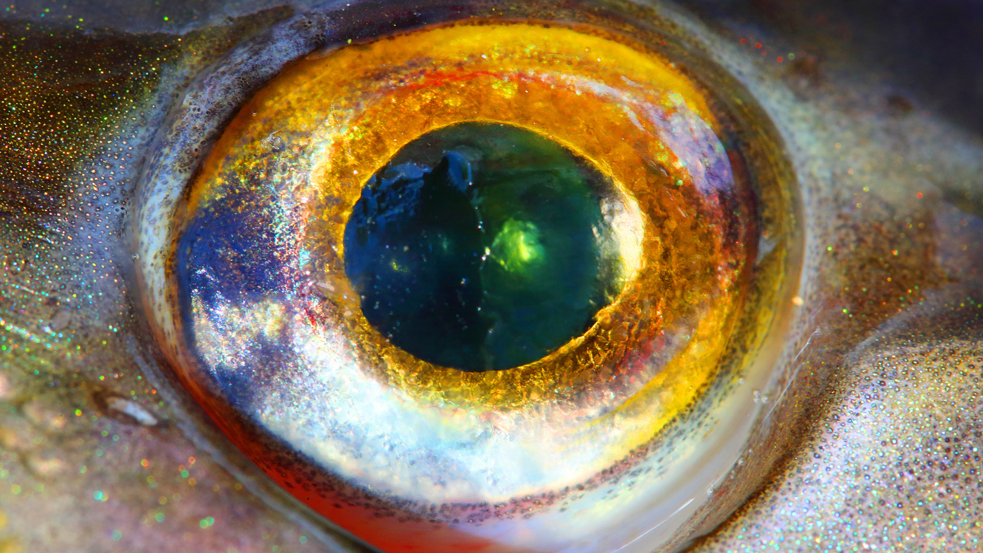 Top weirdest food you can get delivered to your door