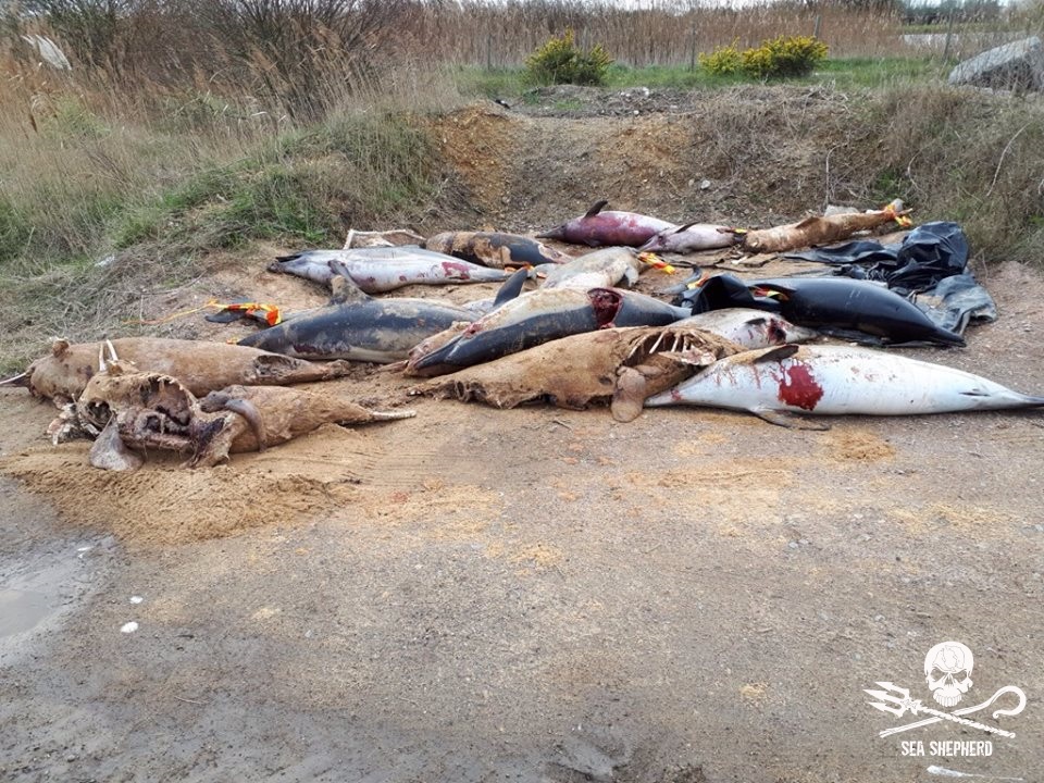 Dead Dolphins Stockpiled in French Coastal Town