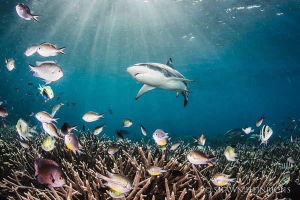 Racing Extinction - Why Sharks Matter