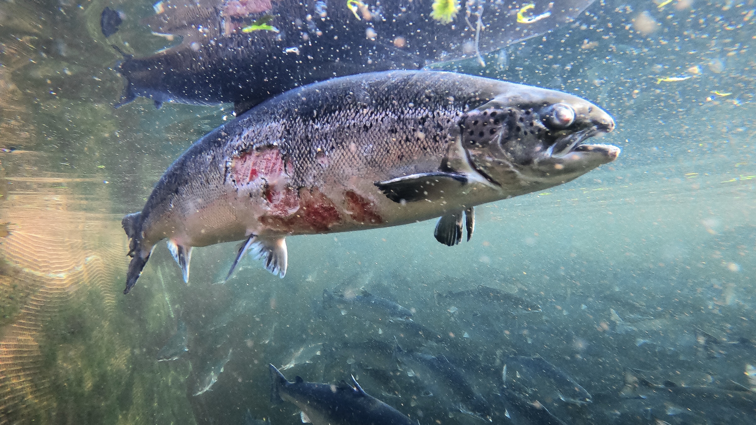 Salmon shame - RSPCA and Chris Packham slammed for of “gross hypocrisy”