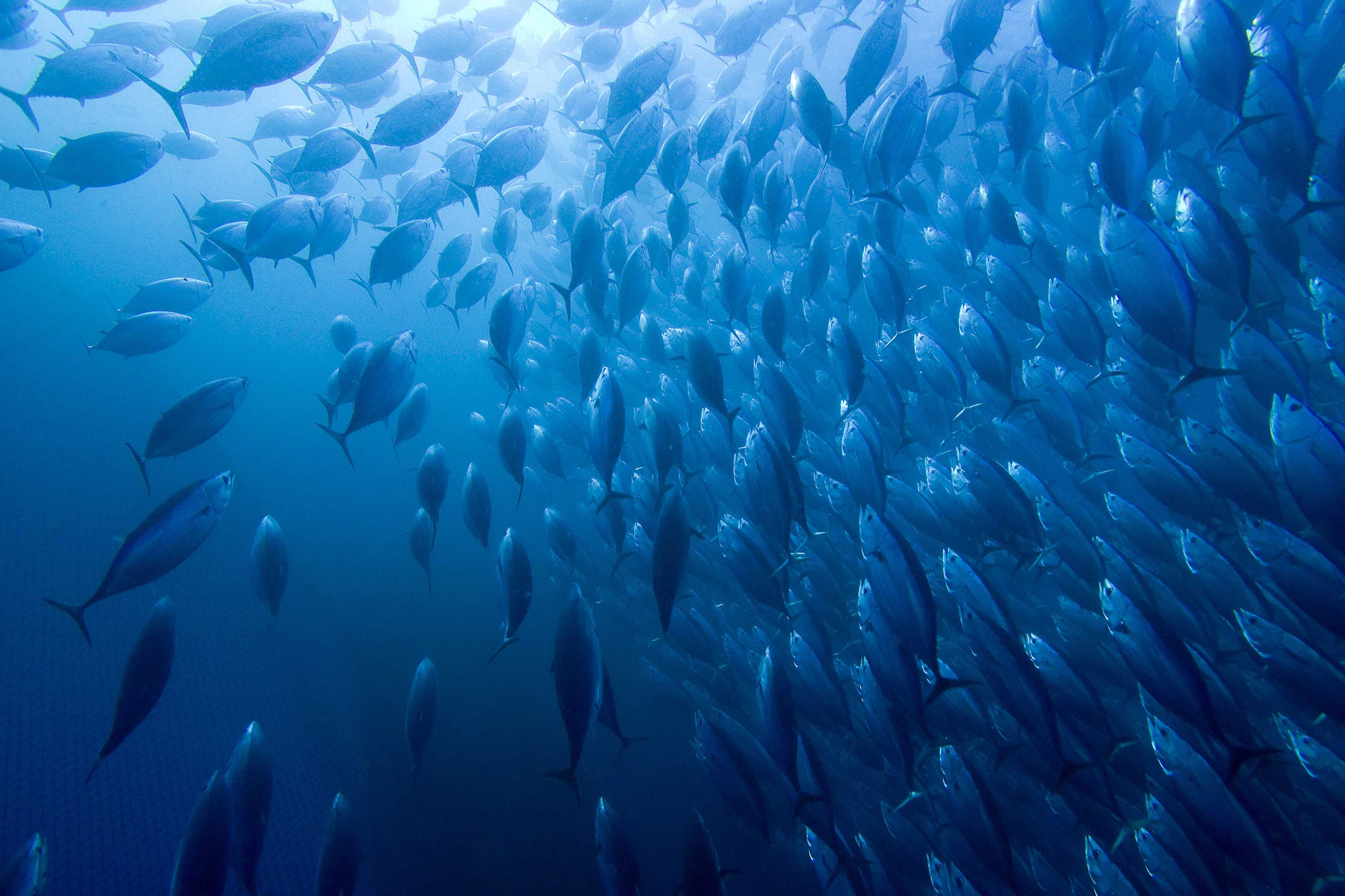 Celebrities urge satellite firm to stop satellite-assisted slaughter in the oceans