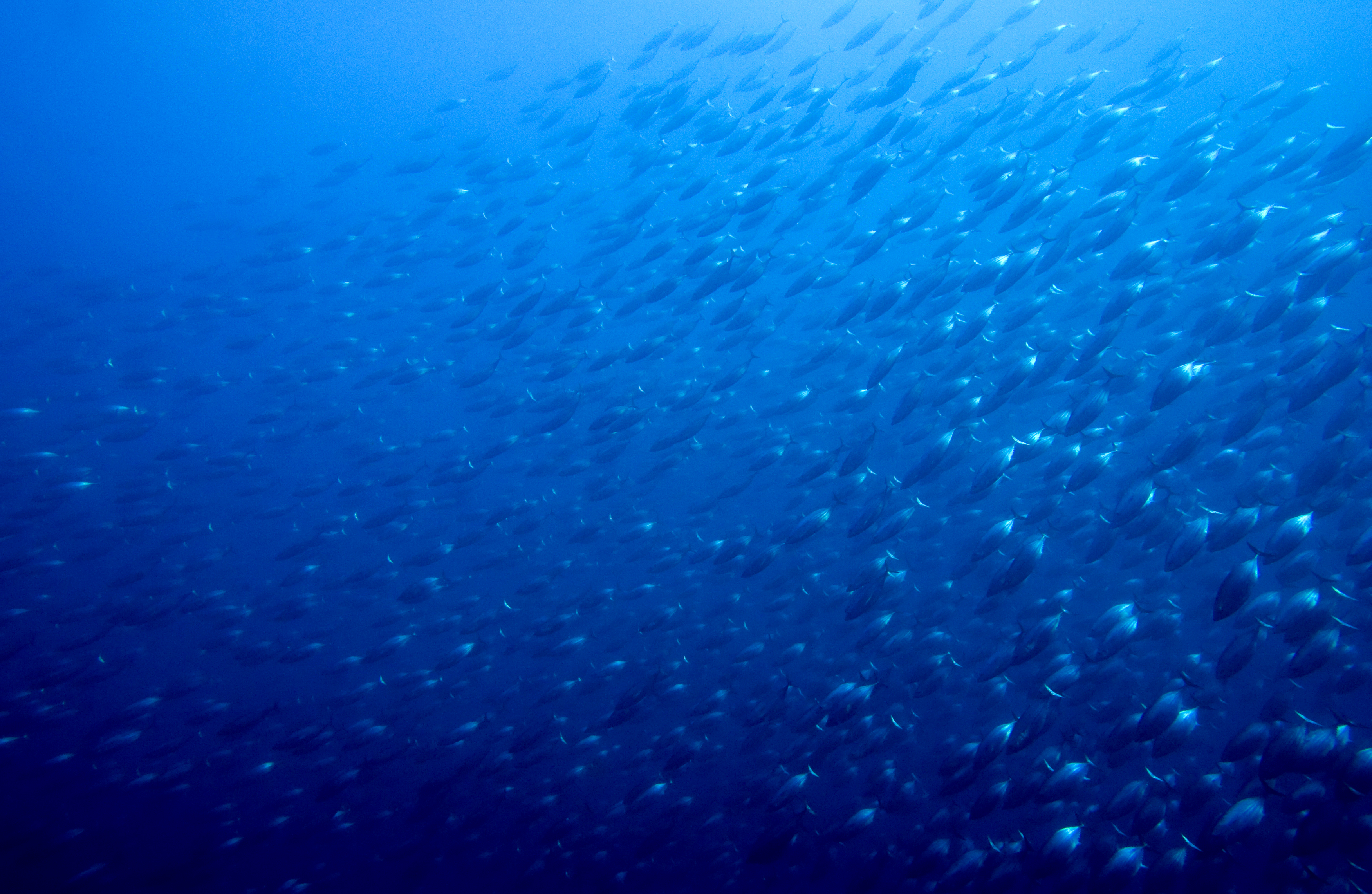 Lifeline for tuna as landmark ruling slams unsustainable fishing