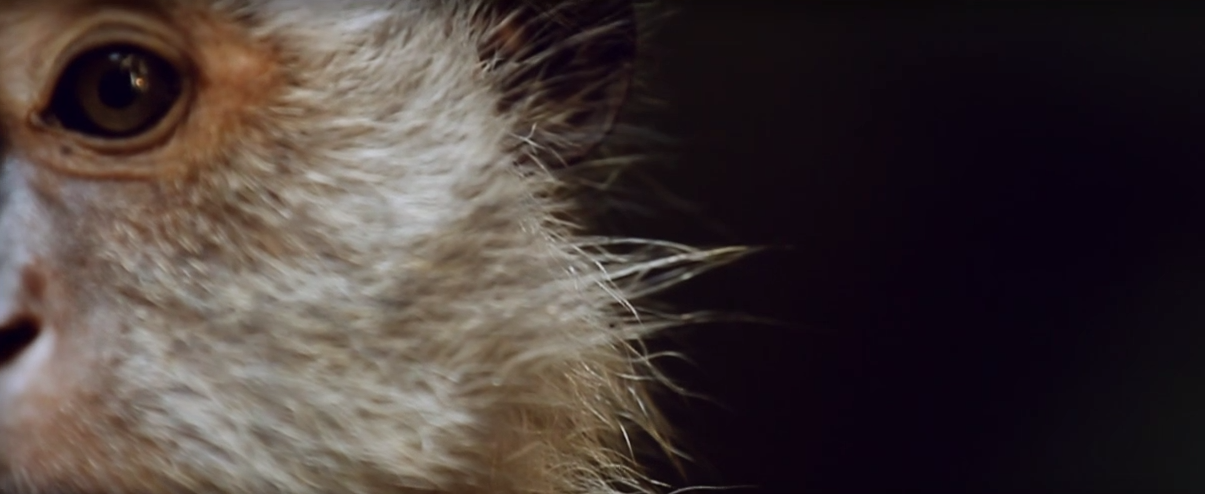 We Were Wanderers On A Prehistoric Earth