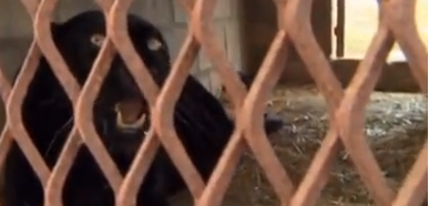 Lady communicates with dangerous leopard