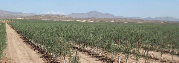 Ending ecocide in Almeria