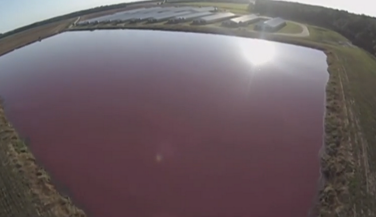 Drone Footage Reveals Massive, Toxic Manure 'Lagoons' at Factory Farms