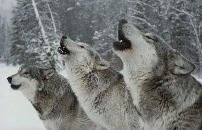 A Wild Love For the World