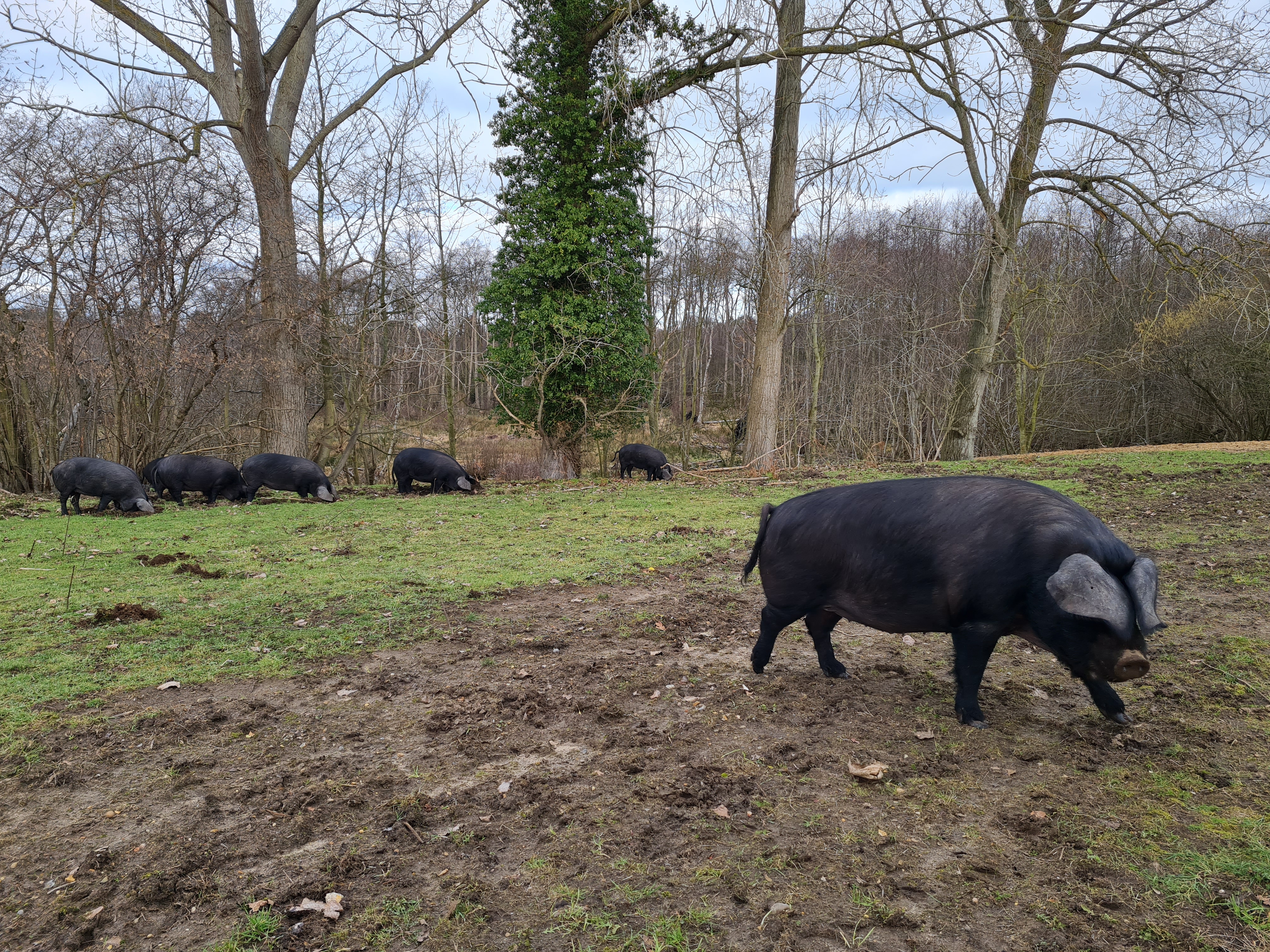 An all female group of Large Black pigs