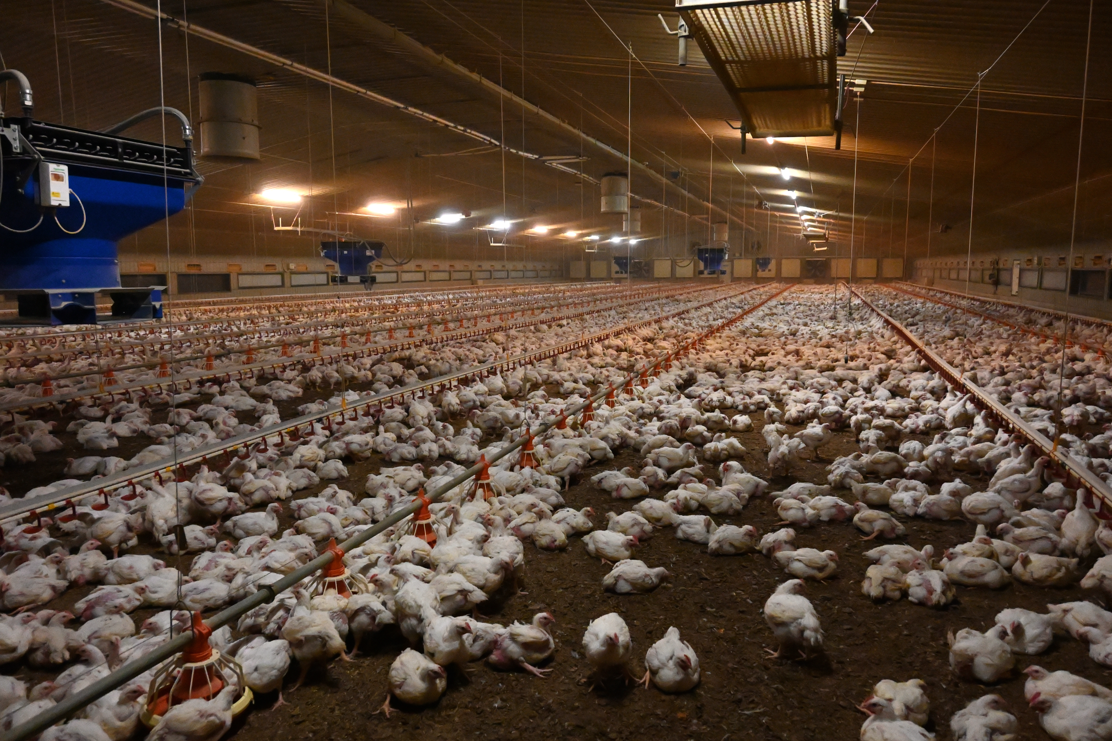 Where do most of the UK's chickens live?