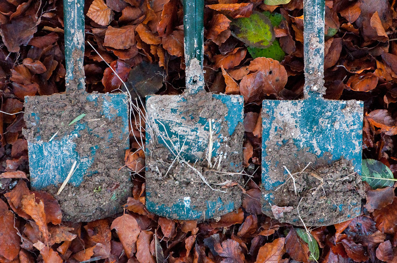 Emergency tree plan for the UK