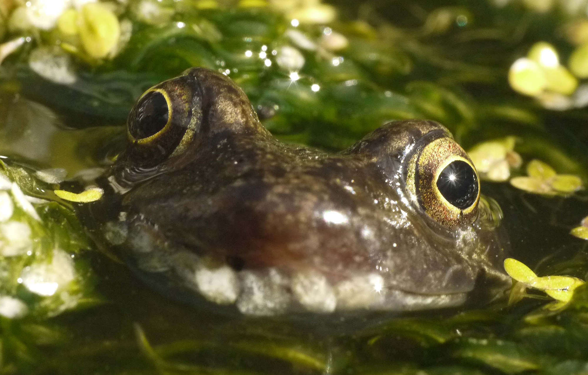 A radical new look at gardening for wildlife