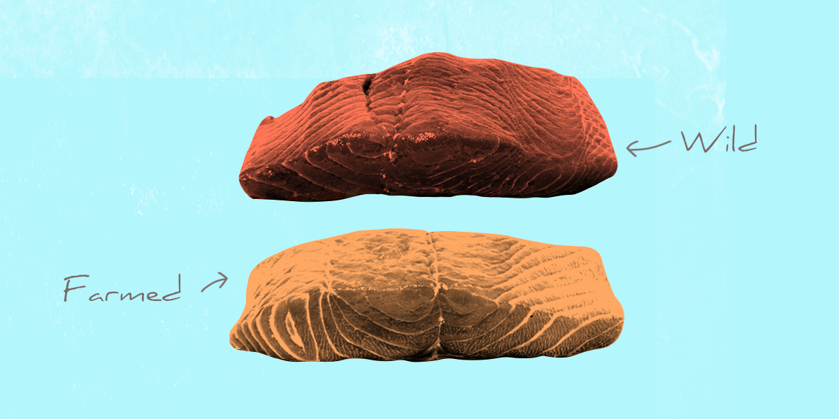 5 shocking reasons not to buy farmed salmon