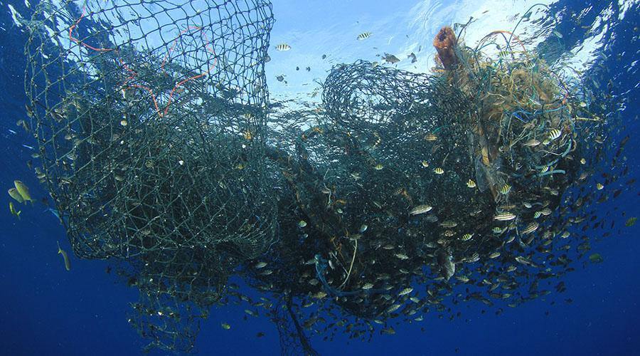 A Fishy Business - Why Even “Sustainable” Fish Can Still Be Unethical