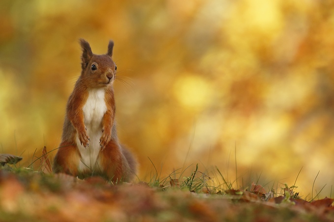 The Red Squirrel - a future in the forest