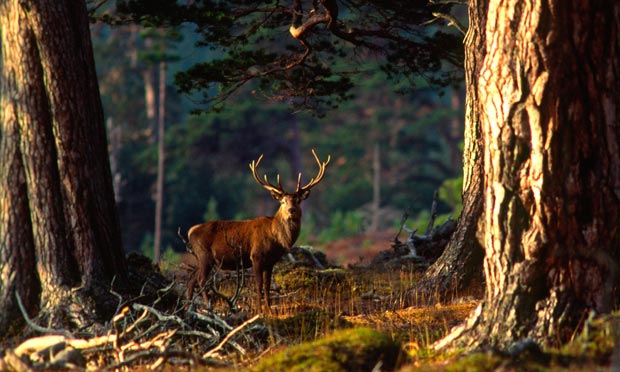 Rewilding Scotland - a vision that includes wolves, lynx and other large predators