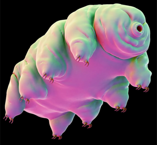 Altered States, Crisis and Opportunity