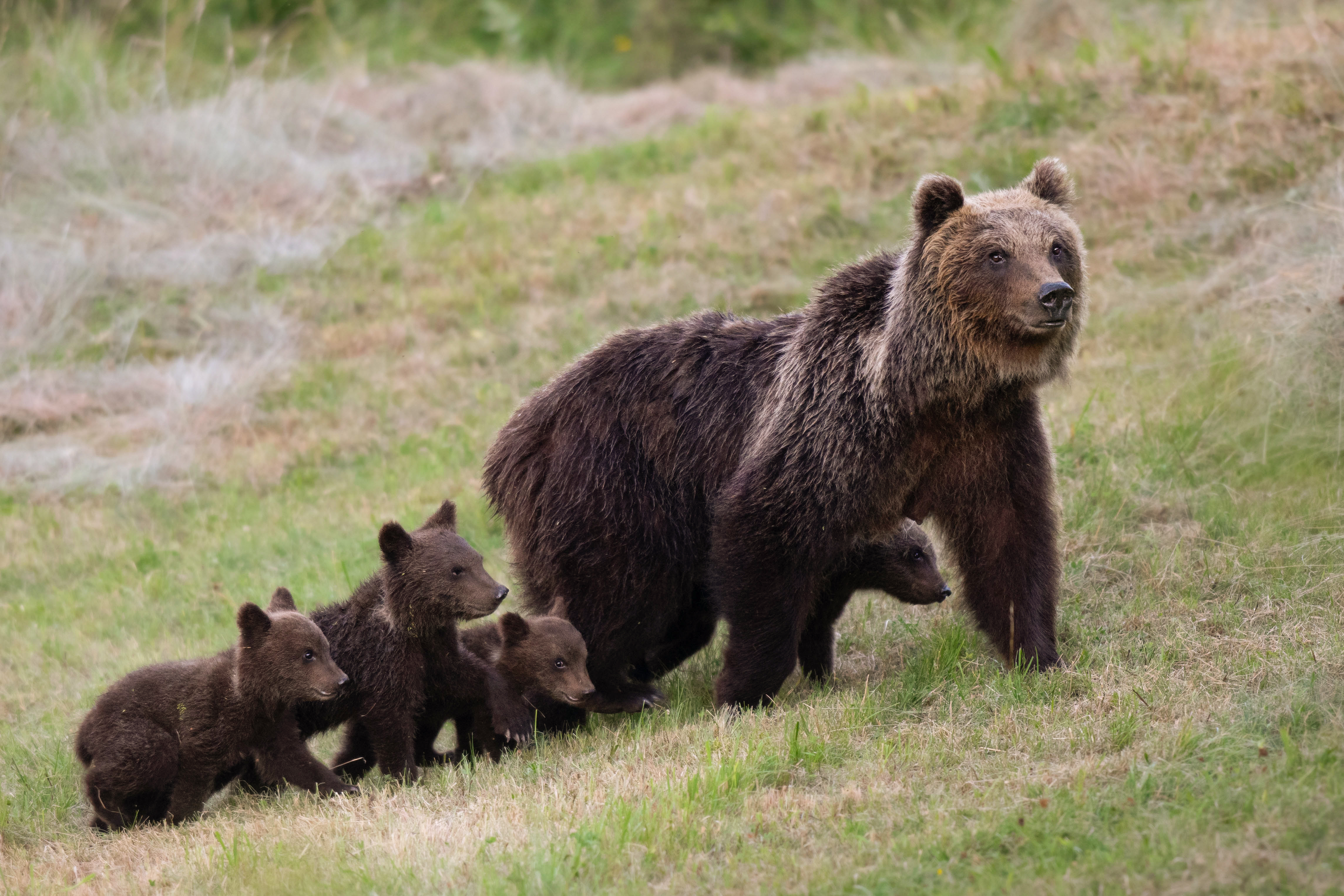 My Neighbour is a Bear