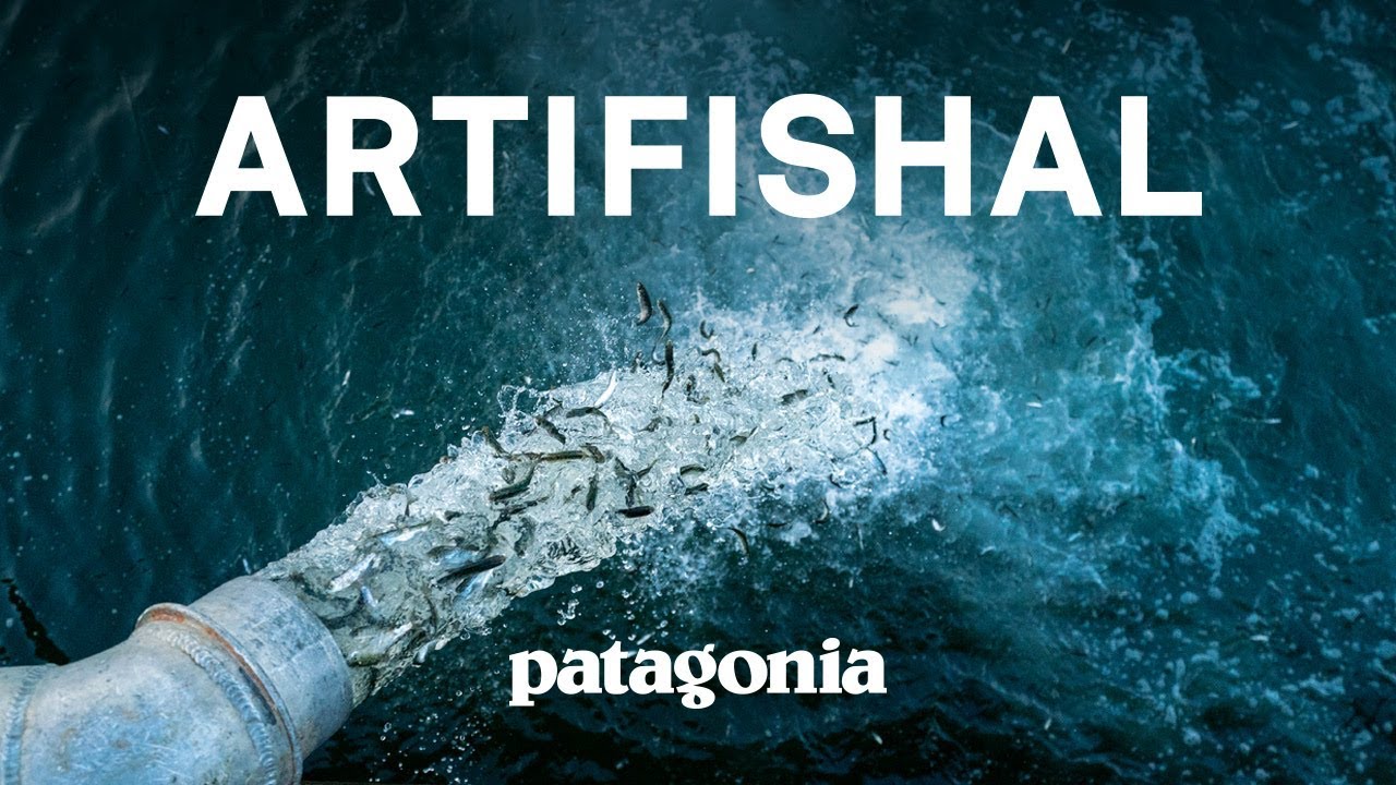 Artifishal - the fight to save wild salmon