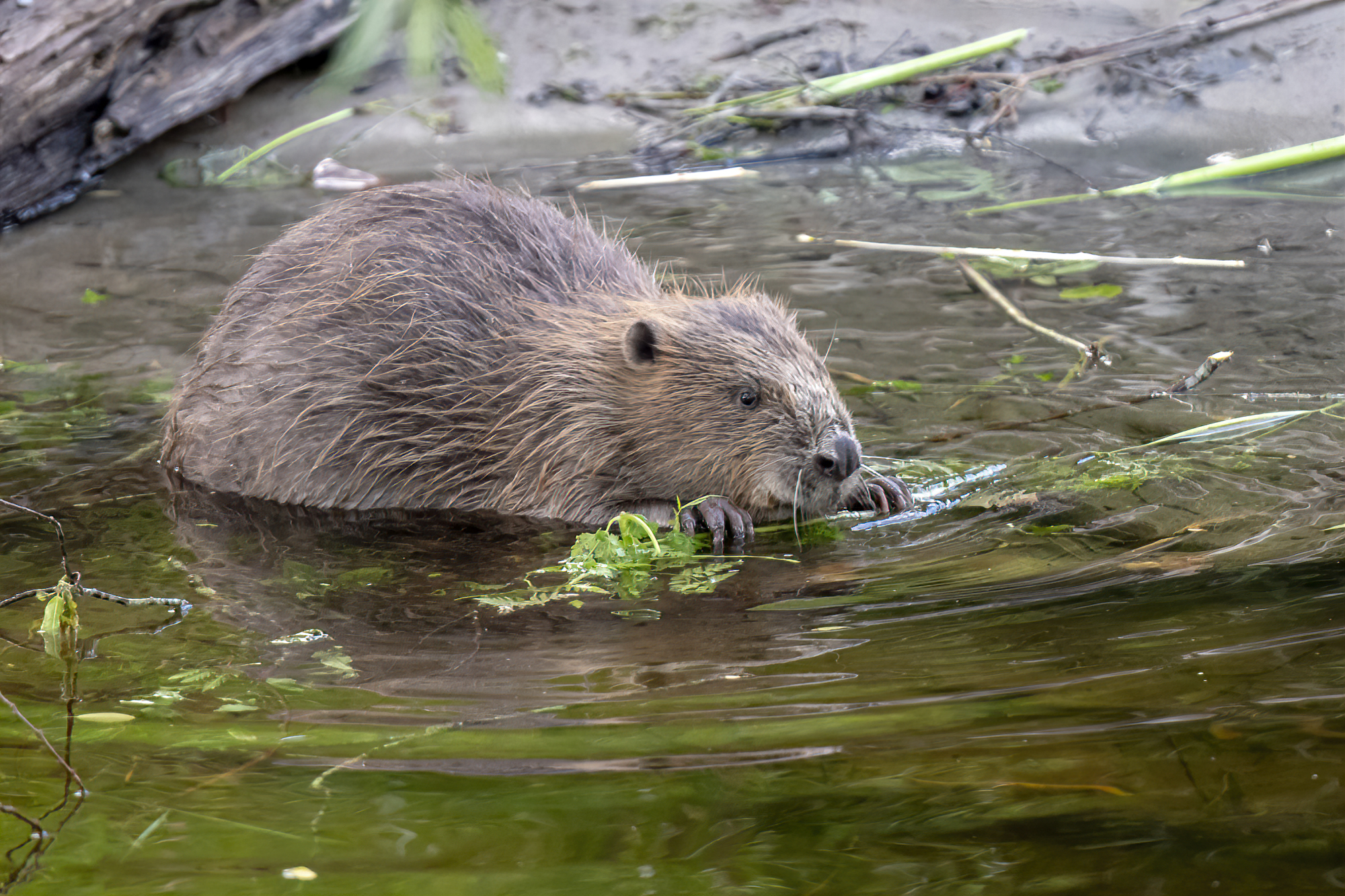 Eager for beavers: inspiration from Bavaria  