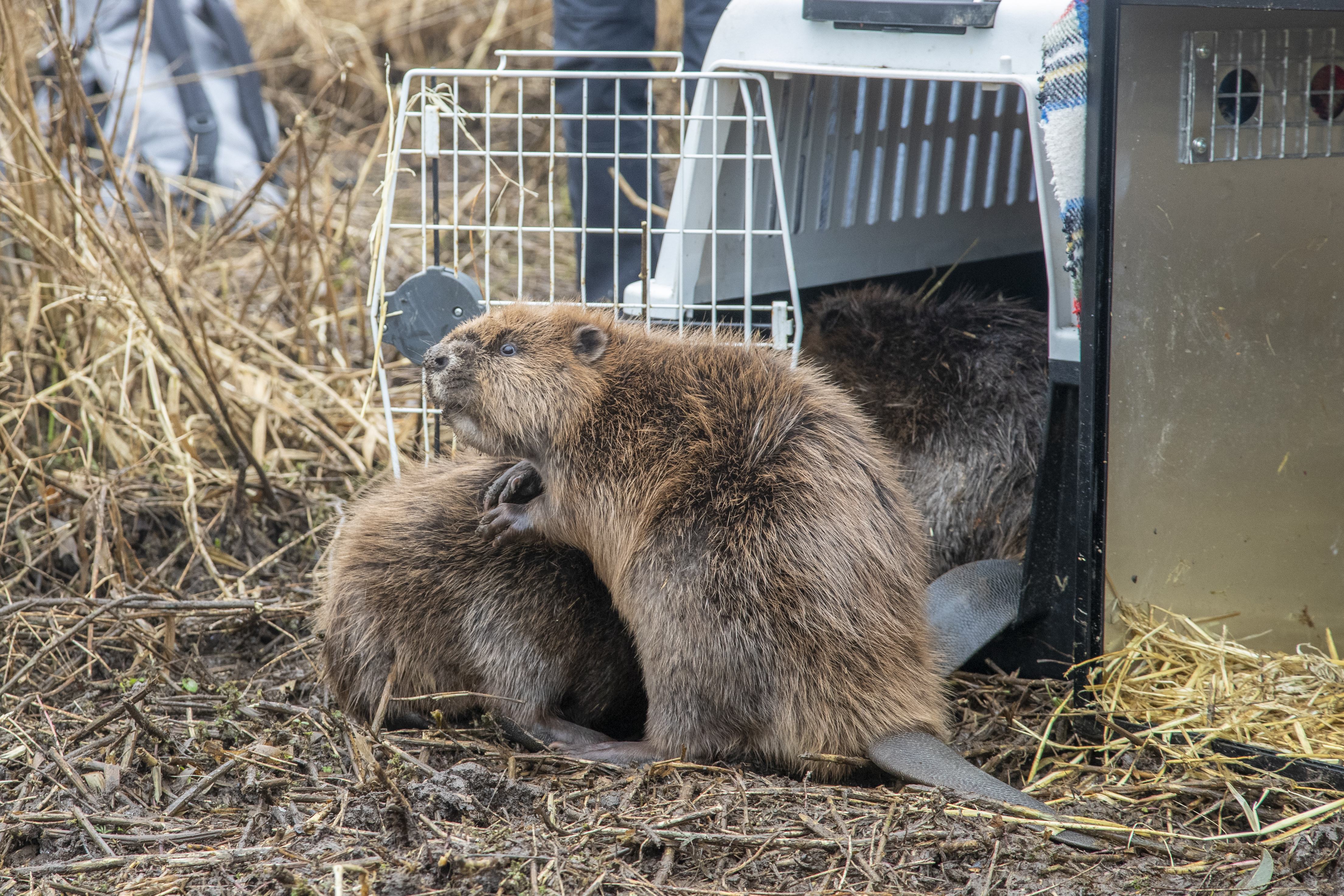 Beavers successfully relocated to Loch Lomond