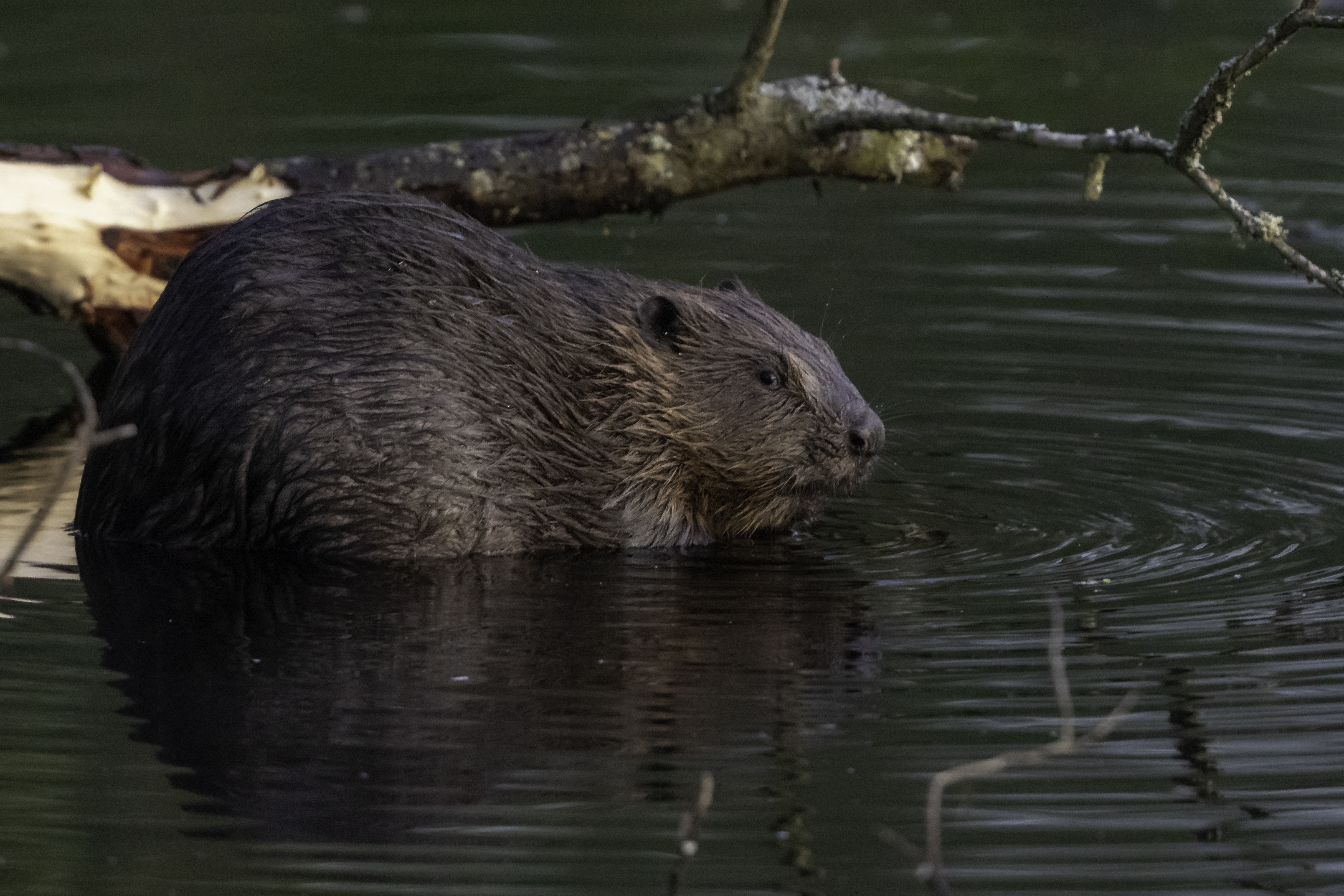 Beavers return to London after 400 years