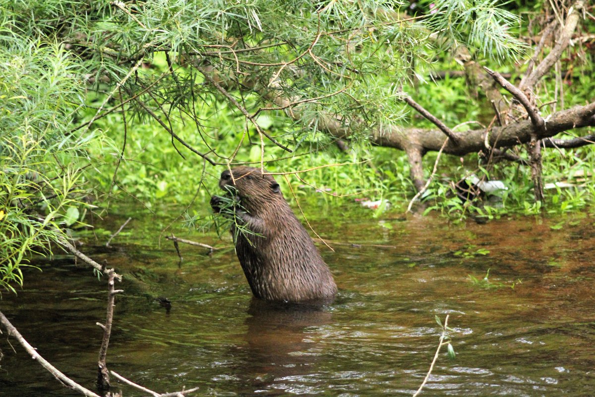Beaver bombing