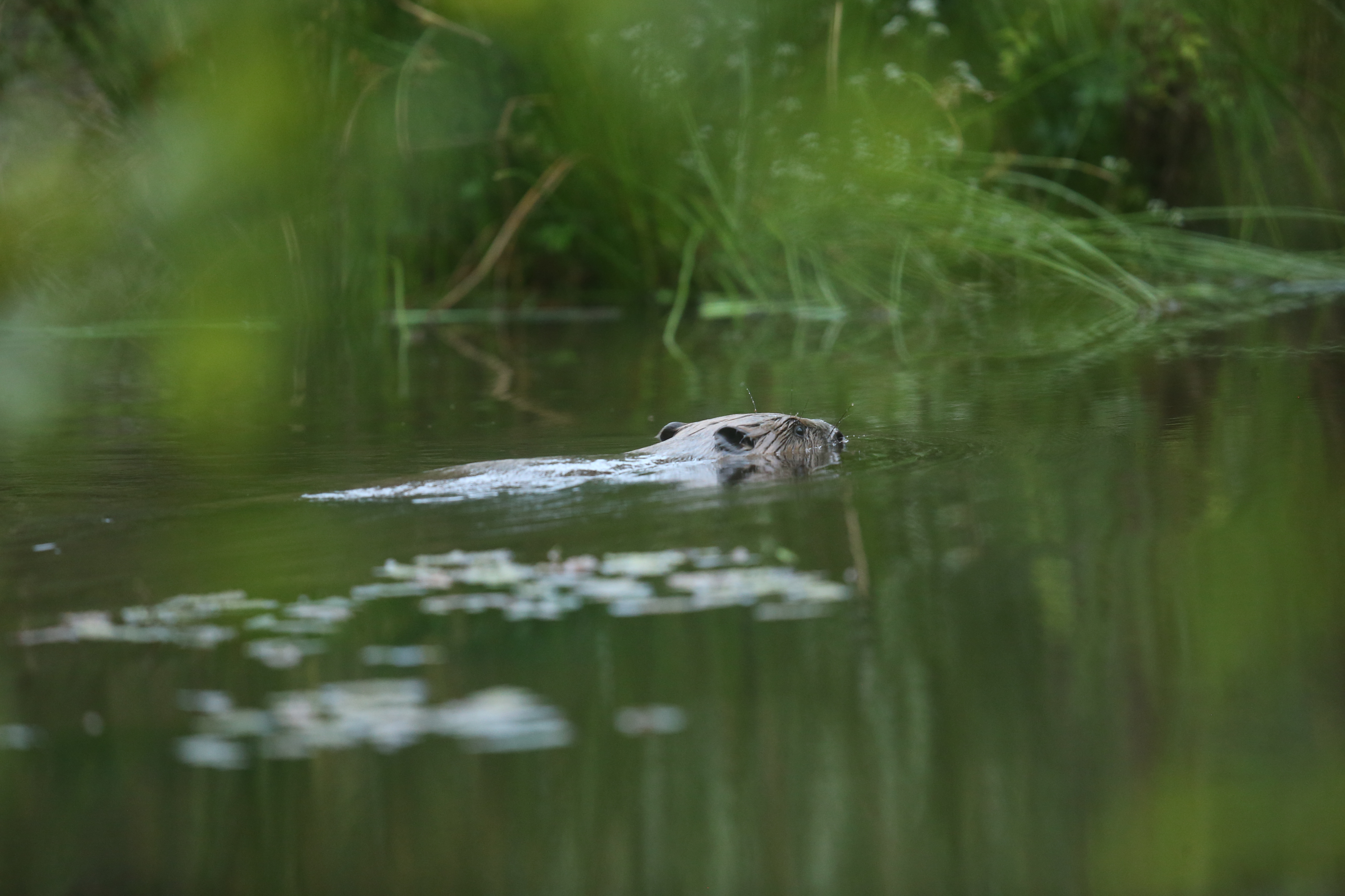 Bringing back the beaver