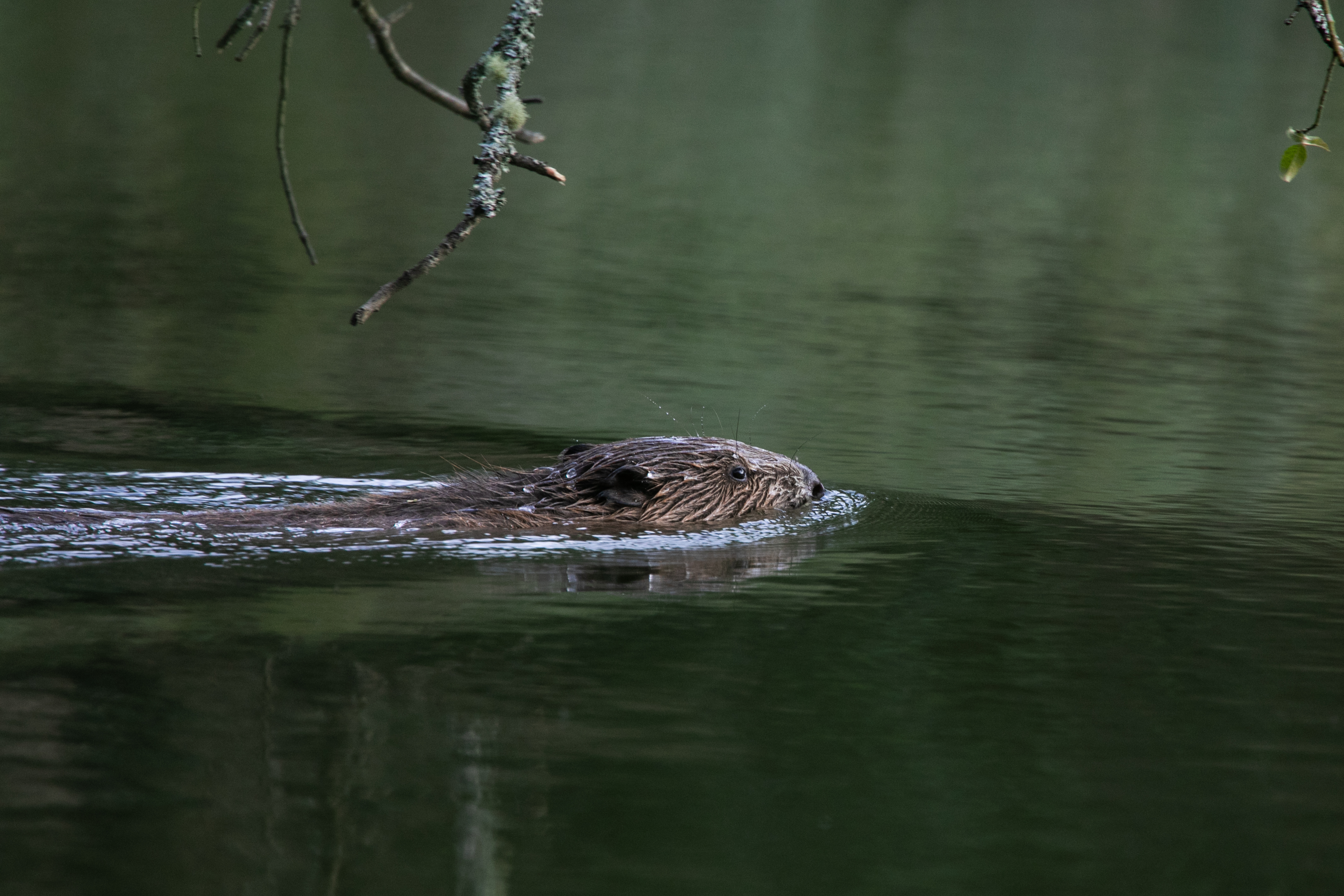 Beavers Without Borders