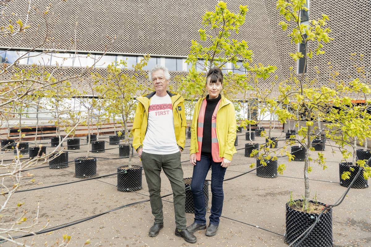 100 oak trees planted outside Tate Modern