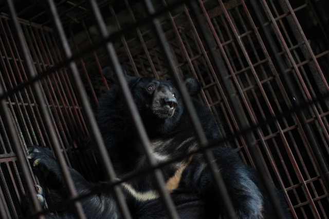 Vietnam's systematic abuse of bears tackled with shocking online campaign
