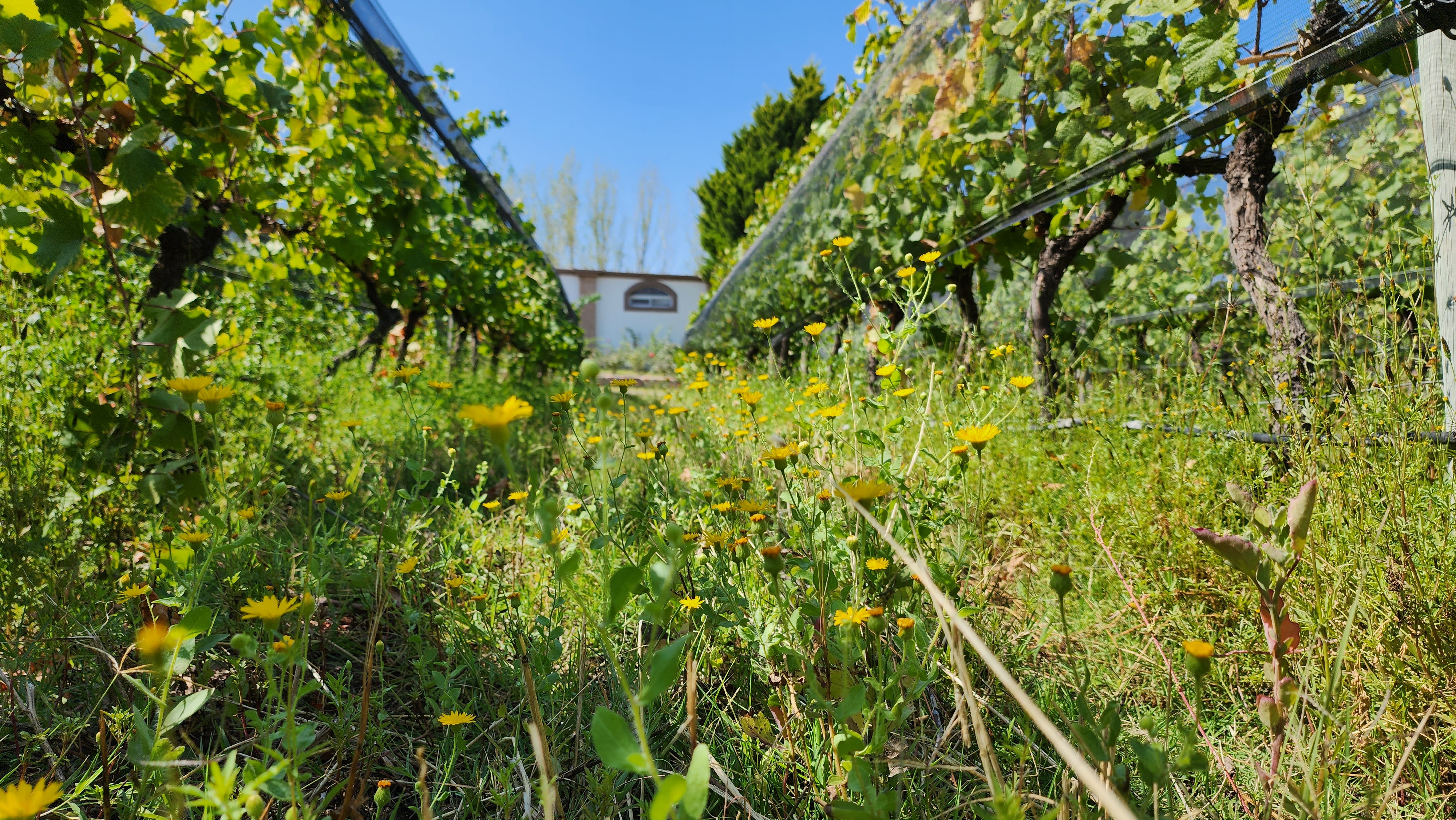 Drink sustainably this Christmas with Domaine Bousquet