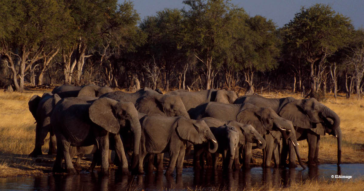 Botswana’s elephant poaching crisis