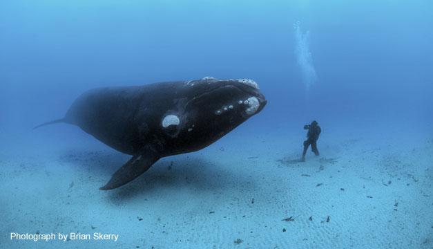 Brian Skerry reveals ocean's glory - and horror