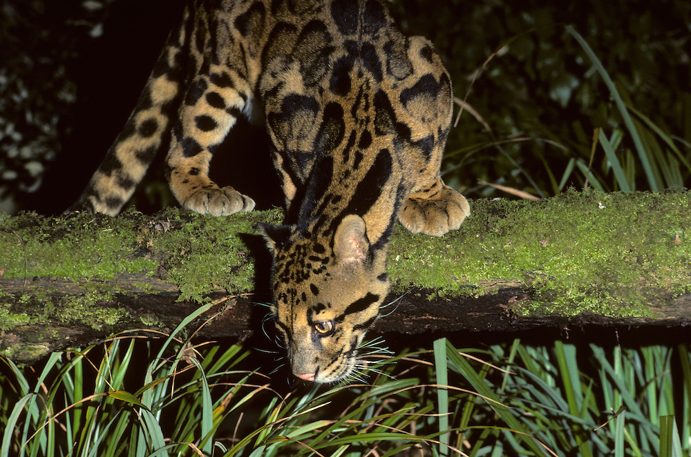 Protecting ‘high carbon’ rainforest also protects threatened wildlife