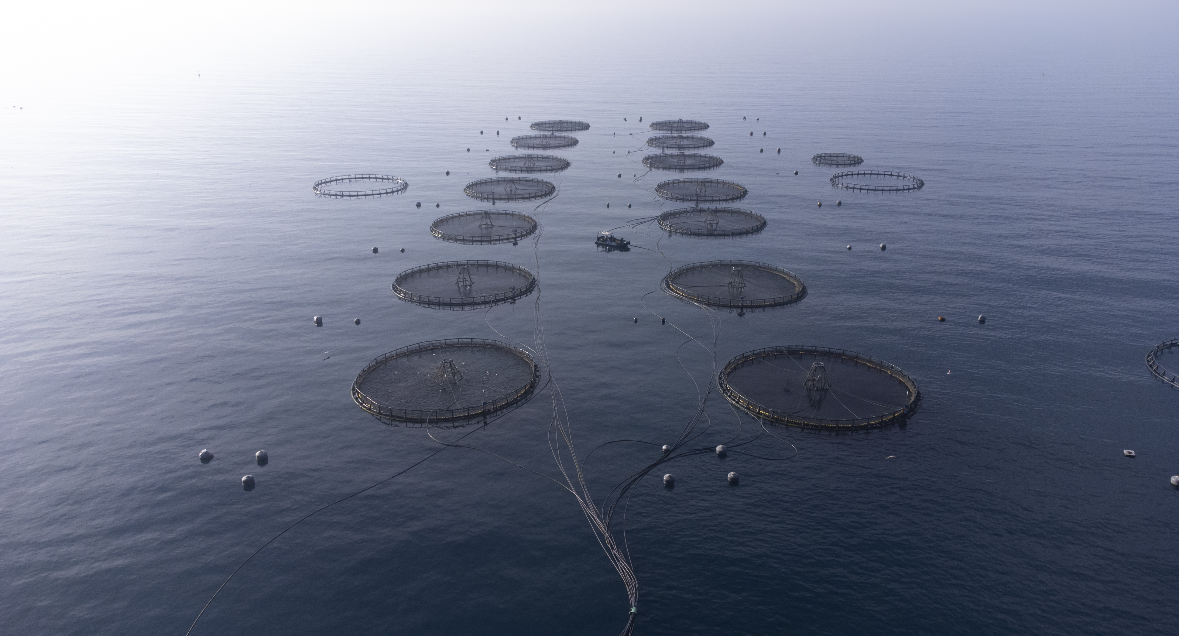 Photoessay: the salmon and the tomato