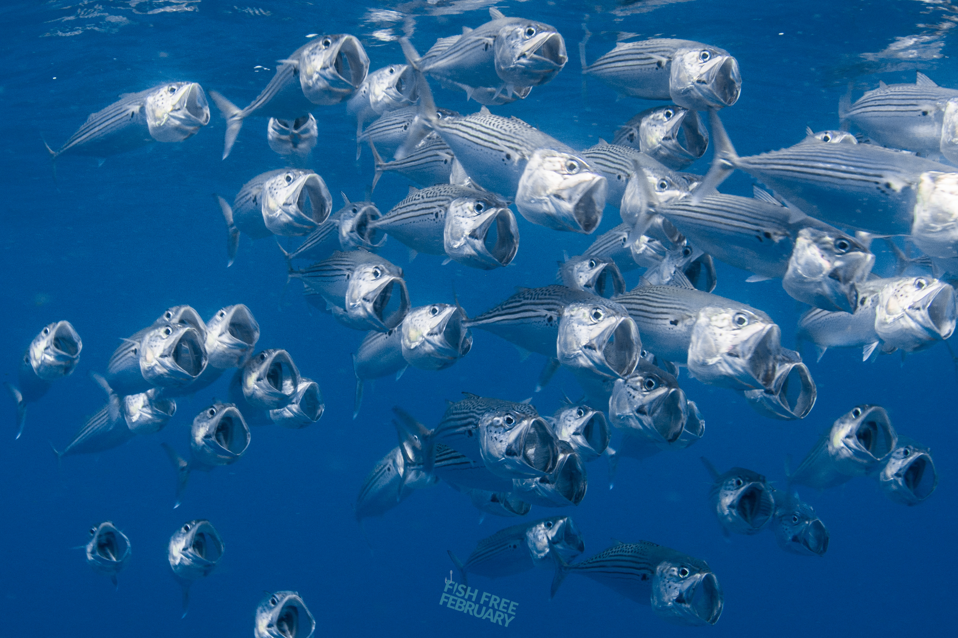 What is the bigger threat to our oceans - fishing or plastic pollution?