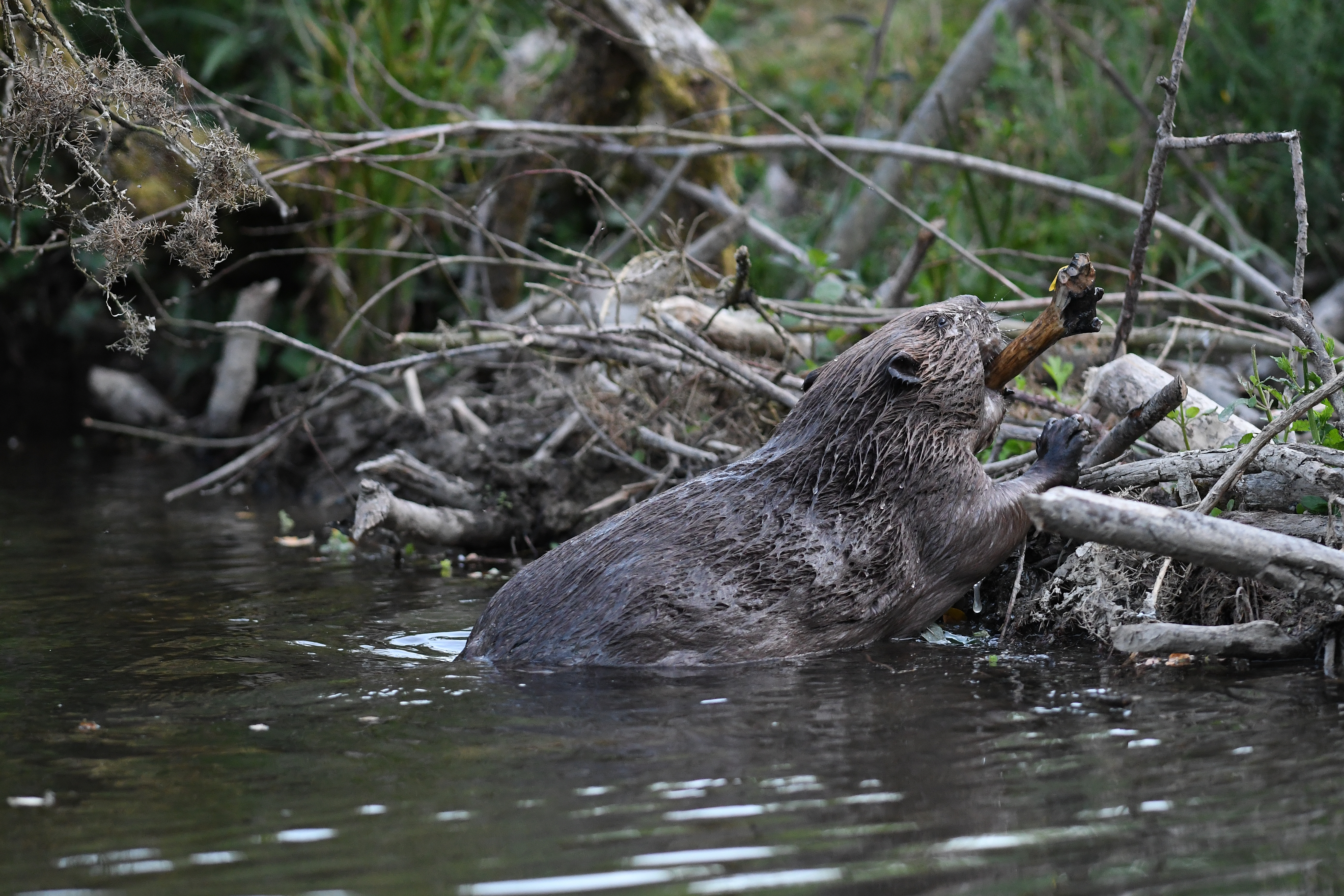 Significant new coalition building bridges for beavers