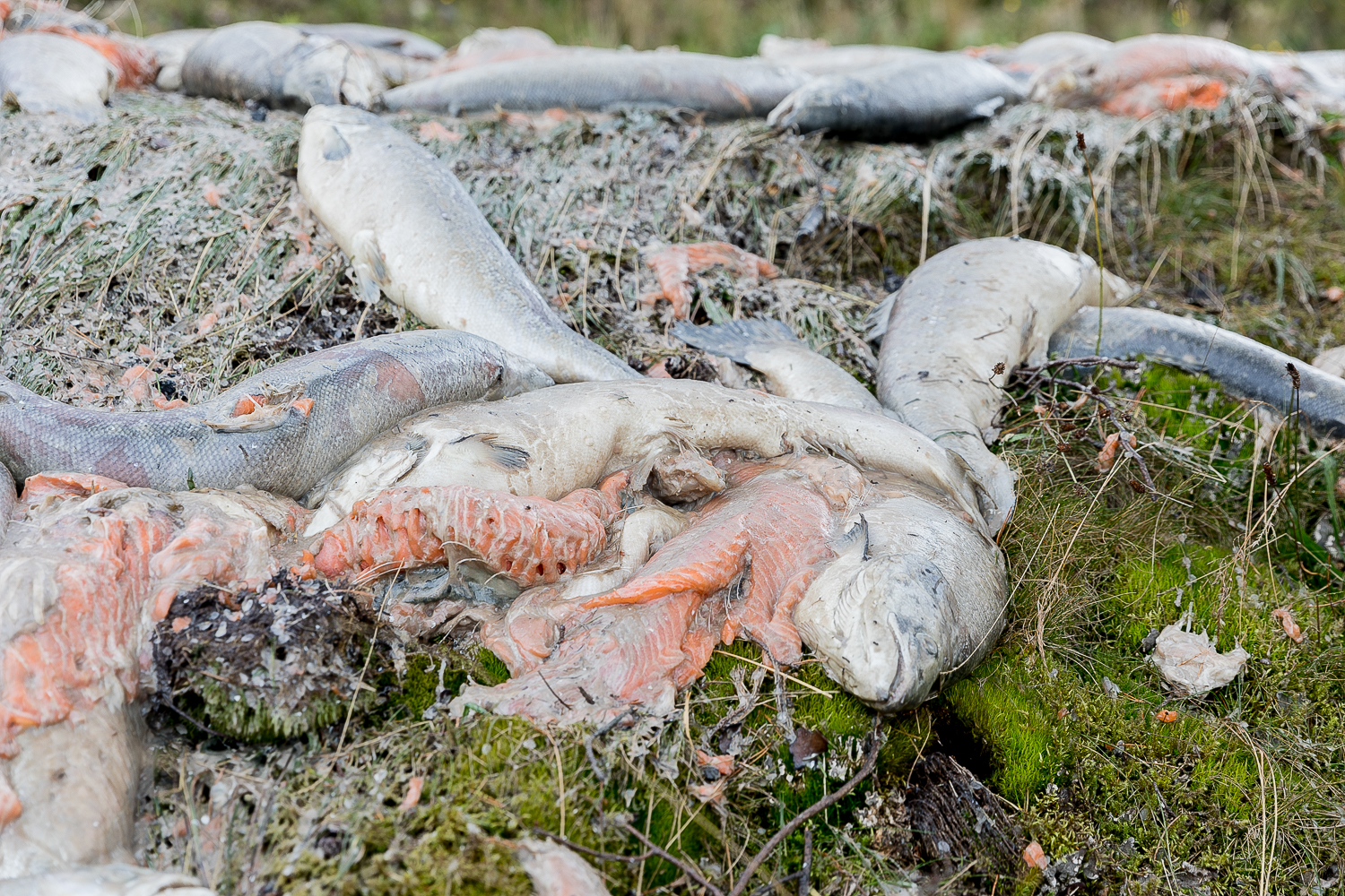 Dead Scottish farmed salmon. Copyright Corin Smith