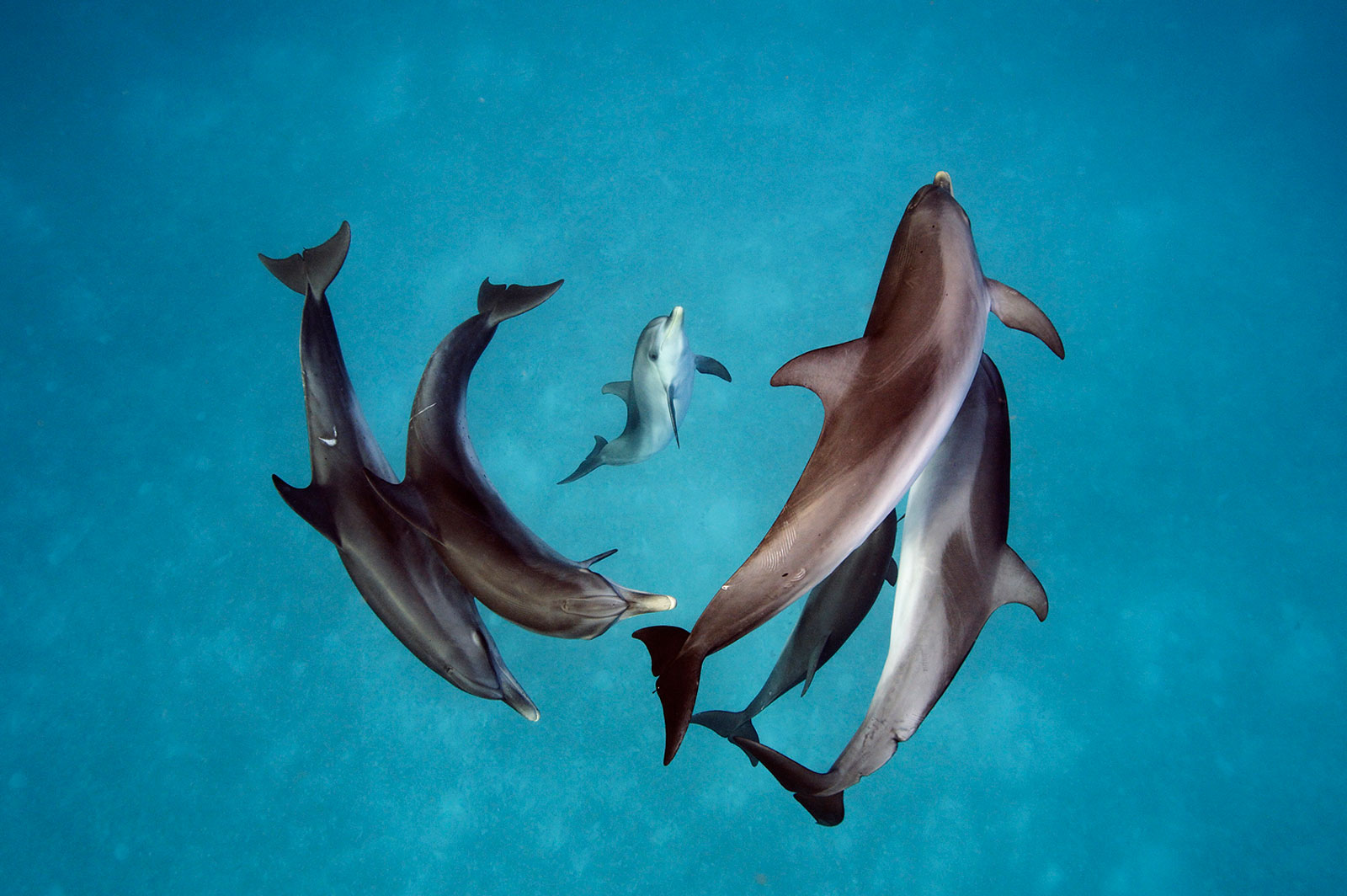 How intelligent are dolphins?