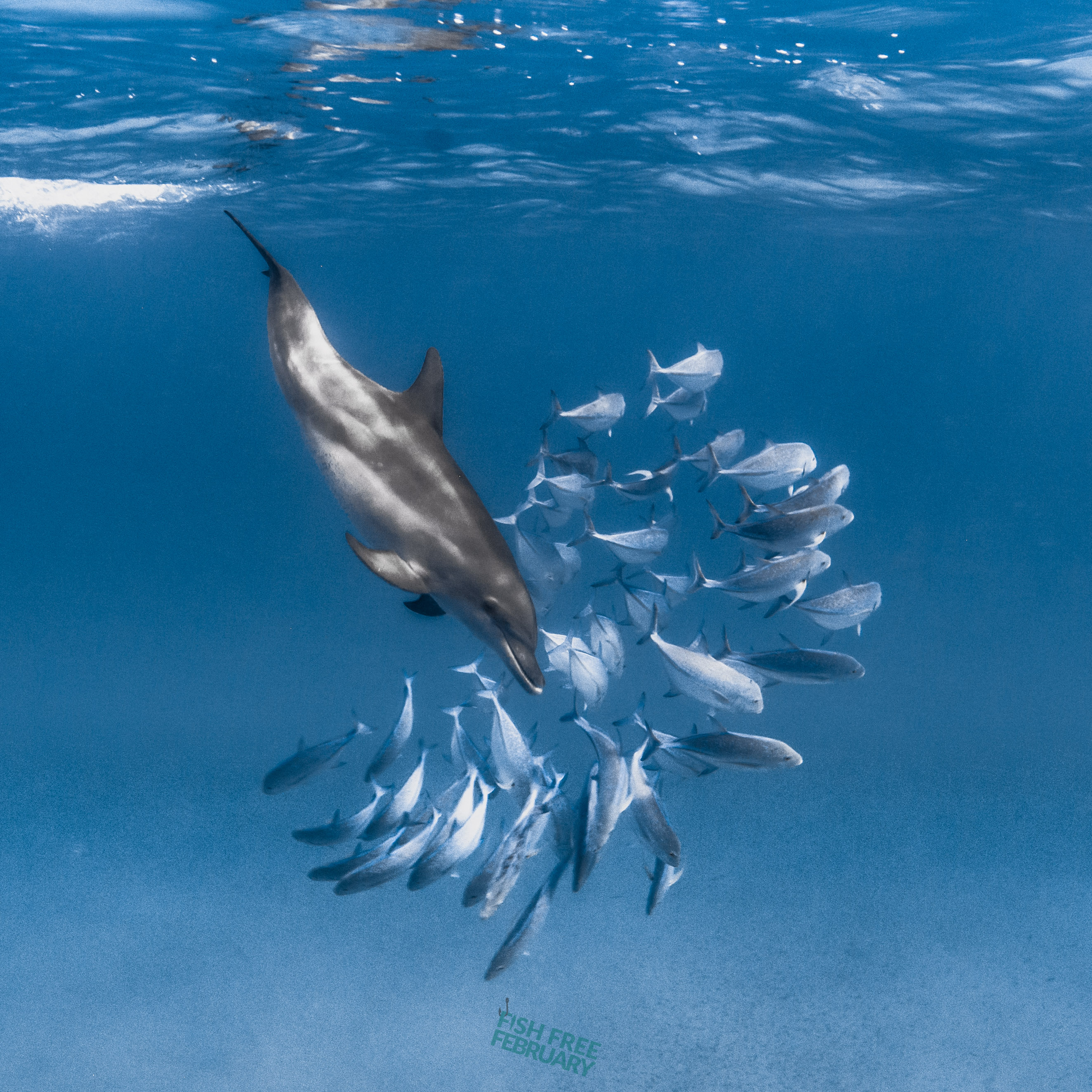 Help the Oceans with your diet 