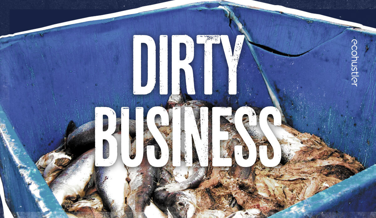 Delay tactics - when will the salmon industry clean up its act?
