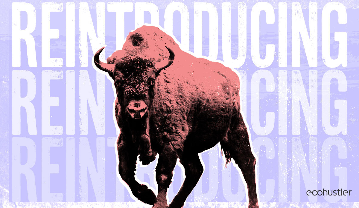 Bison, boars, beavers and lynx: restore lost species to reinvigorate our world