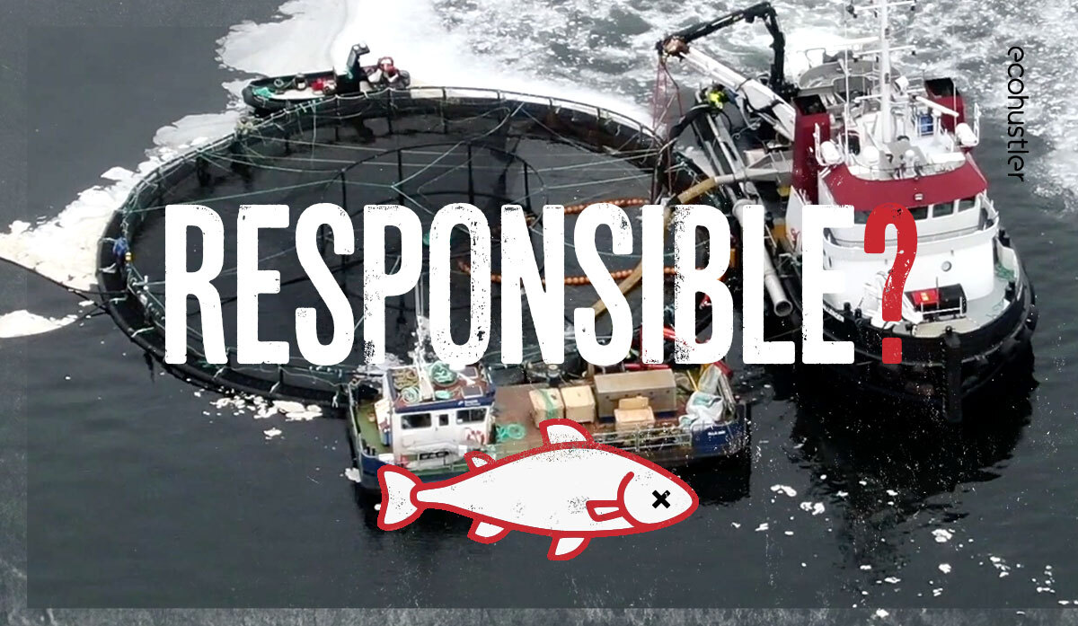 Analysis of disease outbreaks on salmon farms supplying Marks and Spencer