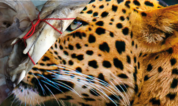 24 Chinese businesses busted selling bones of endangered leopards 