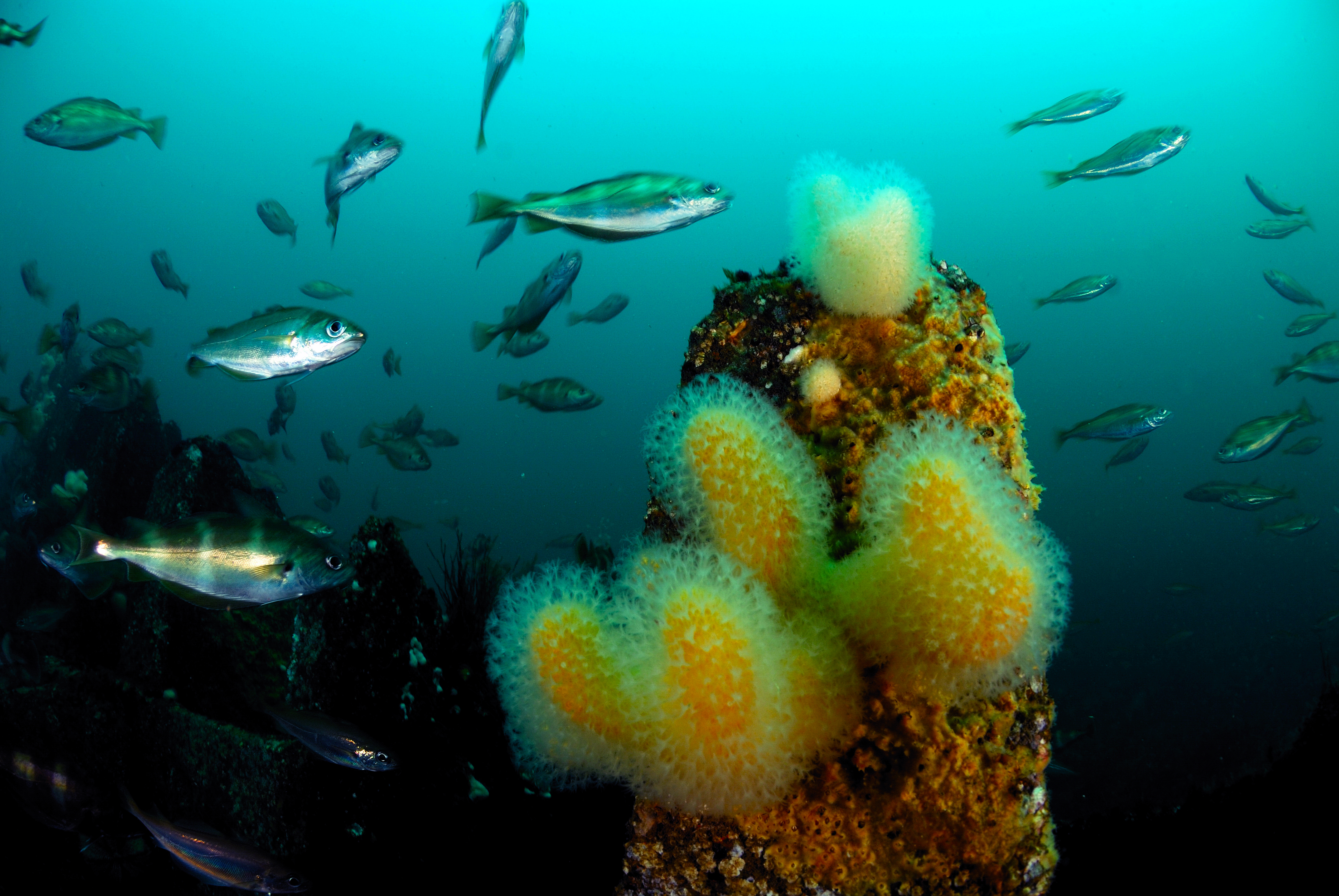 © OCEANA / Juan Cuetos