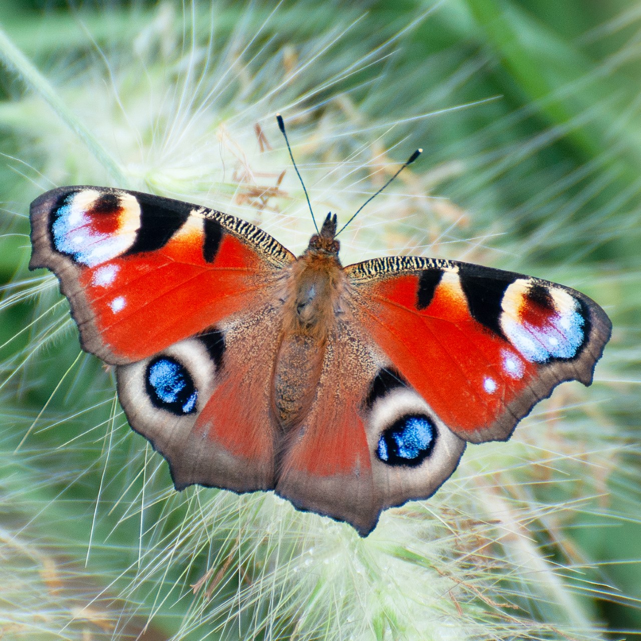 Be butterfly conscious 